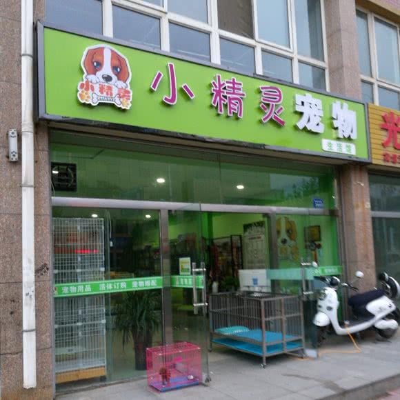 小精灵宠物:中卫市沙坡头区