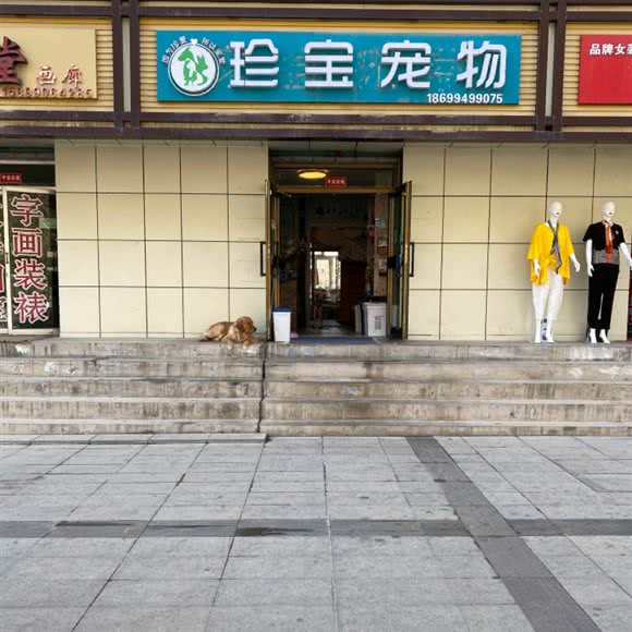 珍宝宠物:昌吉回族自治州昌吉市