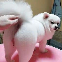 君宠宠物店:昌吉回族自治州昌吉市