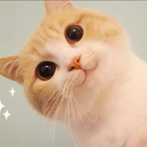 浮生闲猫咪小舍:伊犁哈萨克自治州伊宁市