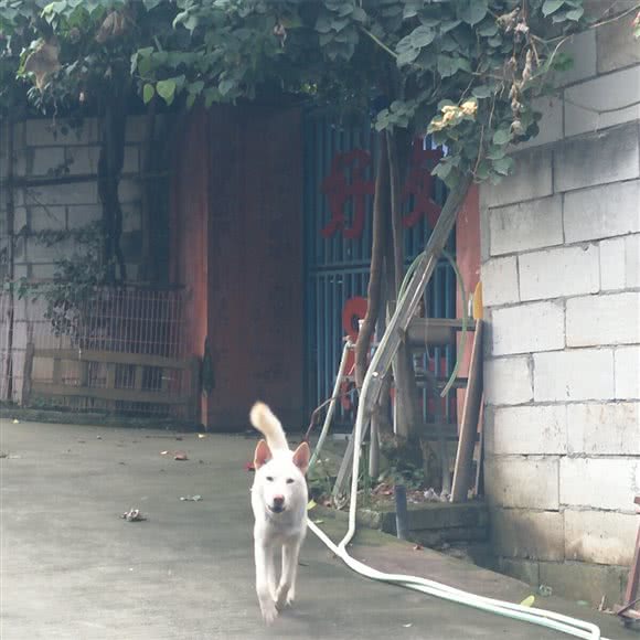 好友犬舍:东莞市清溪镇