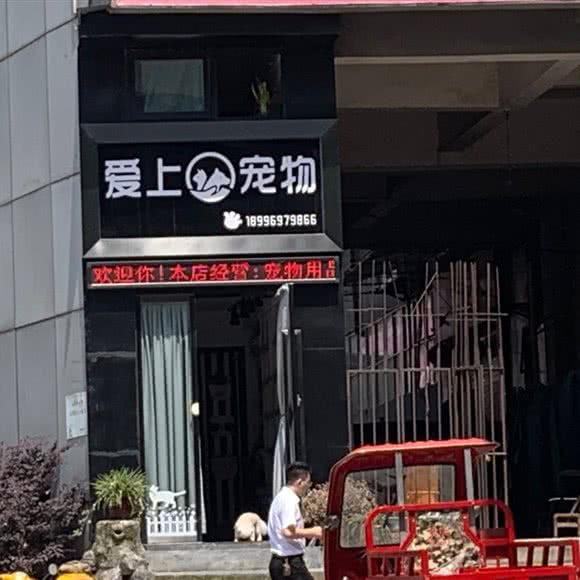 爱上宠物:重庆城区秀山土家族苗族自治县