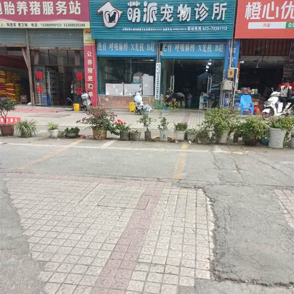 萌派动物诊所:重庆城区石柱土家族自治县