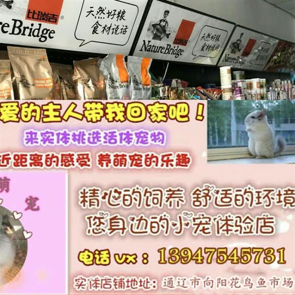 甲丙宠物用品店:通辽市