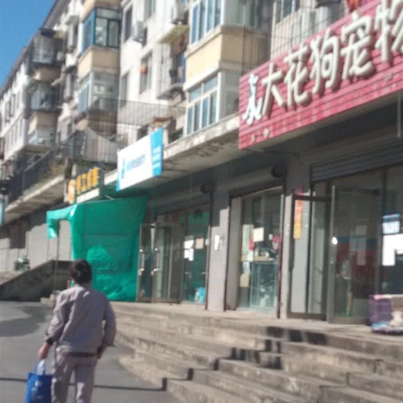 大花狗宠物:辽阳市