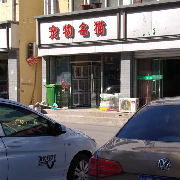 宠物名猫:北京城区朝阳区十八里店附近