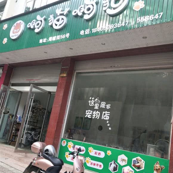 啊猫啊狗:金华市