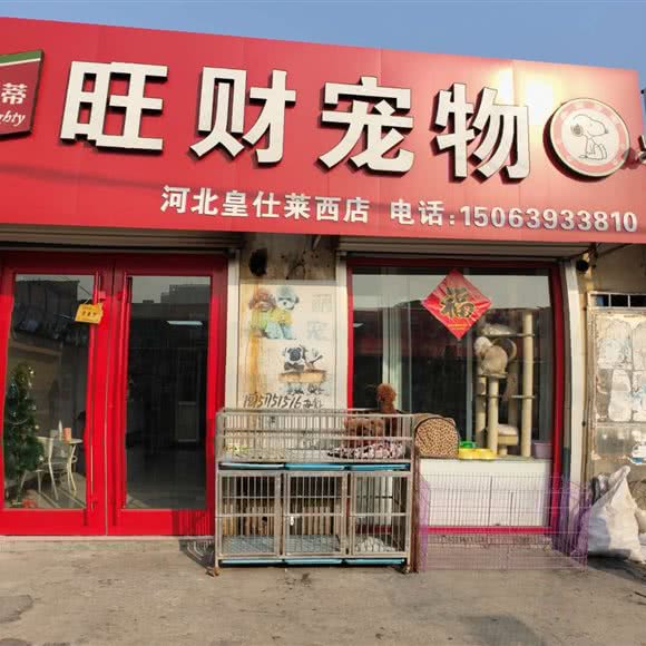 旺财宠物:青岛市