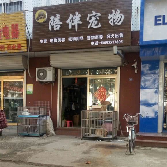陪伴狗狗:青岛市
