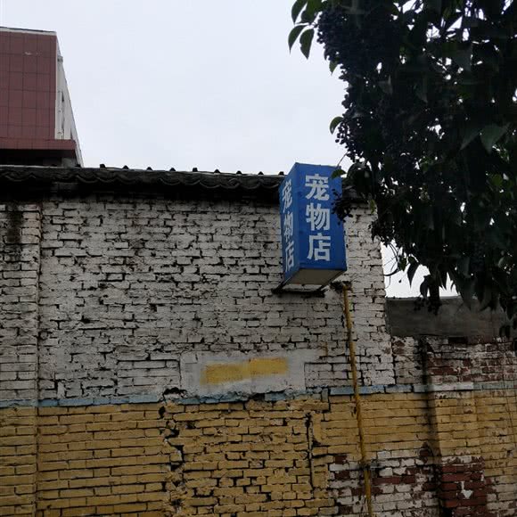 宠物店:平顶山市