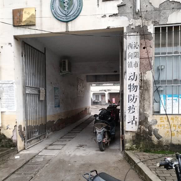 沁阳市西向镇动物防疫站:焦作市