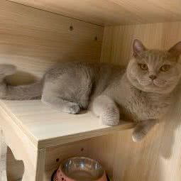 猫宫馆猫咪酒店·家庭式寄养:北京城区朝阳区十八里店附近