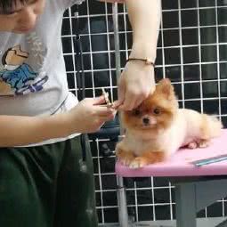 贺先森宠物工作室:怀化市