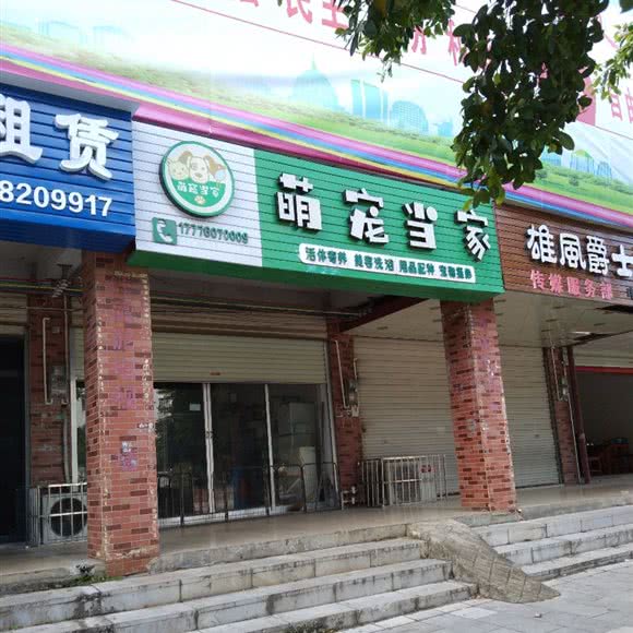 萌宠当家:来宾市