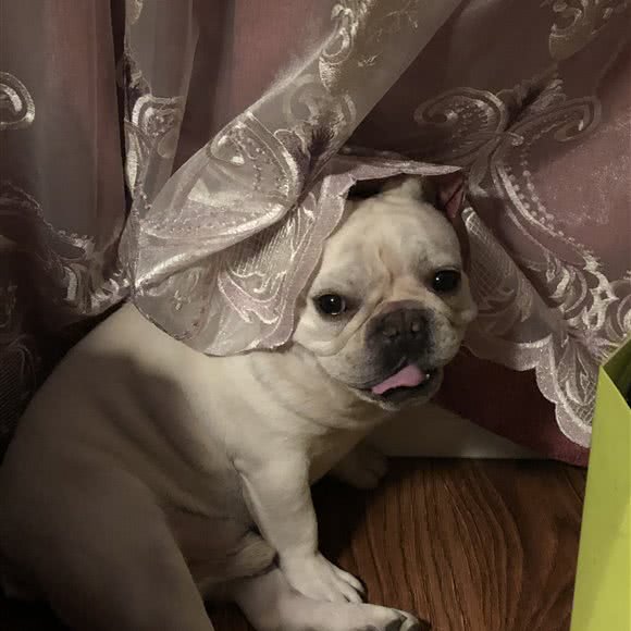犬聪明宠物狗训练训犬寄养工作室:沈阳市于洪区荷兰村附近
