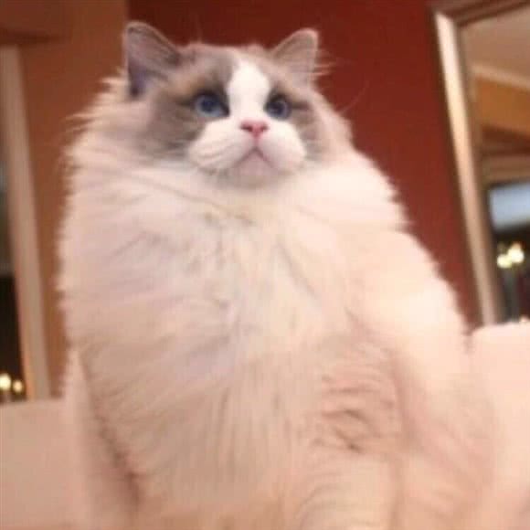 靓猫猫舍:沈阳市于洪区荷兰村附近