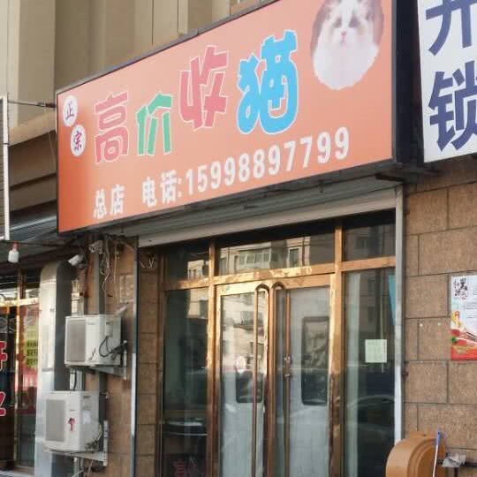 正宗高价收猫:沈阳市于洪区丁香湖附近