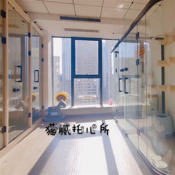 猫腻托儿所猫咪家庭寄养:大连市中山区天津街/人民路附近