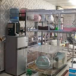 萌宠系列屋:北京城区朝阳区草房附近