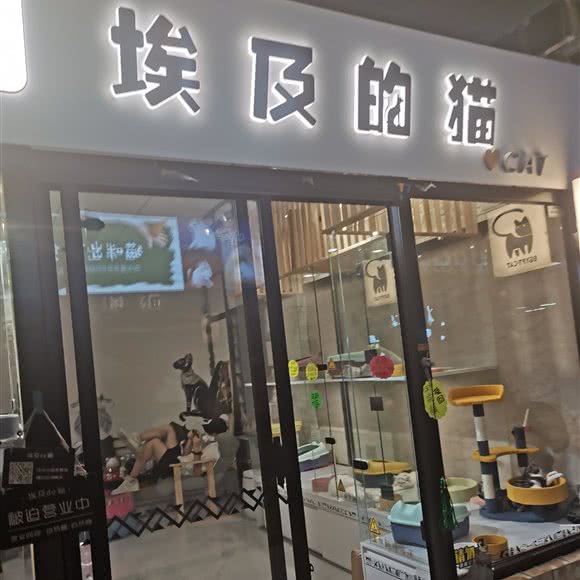 埃及的猫:大连市沙河口区西安路沿线附近