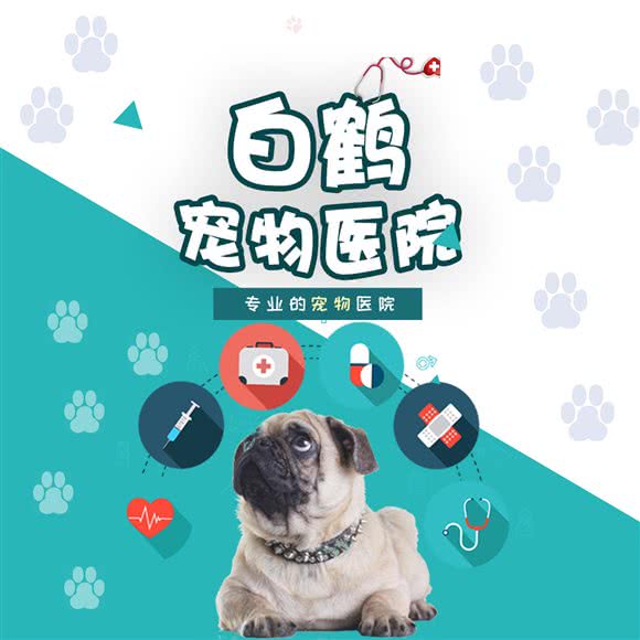 白鹤宠物医院:大连市沙河口区西安路沿线附近