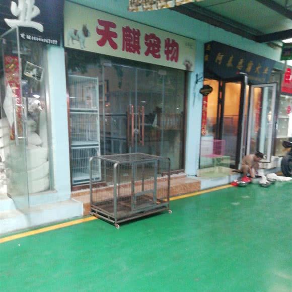 天麒宠物:大连市沙河口区南沙附近
