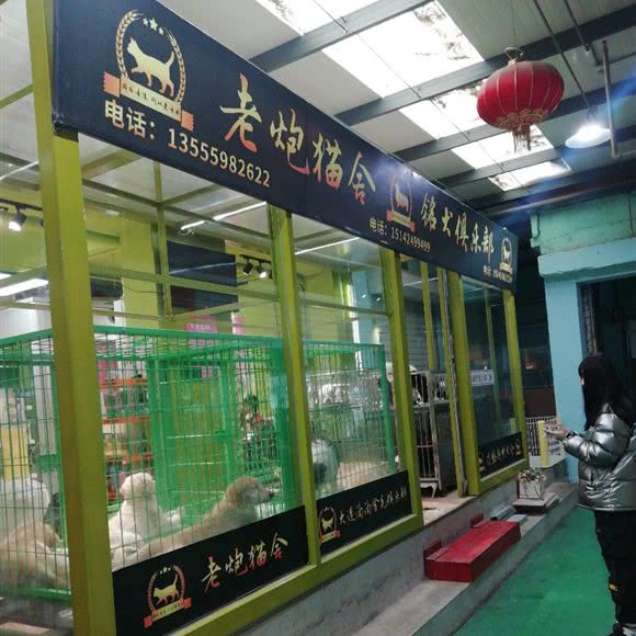 老炮猫舍铭犬俱乐部:大连市沙河口区南沙附近