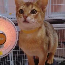 猫掌柜宠物生活馆:北京城区朝阳区金盏附近