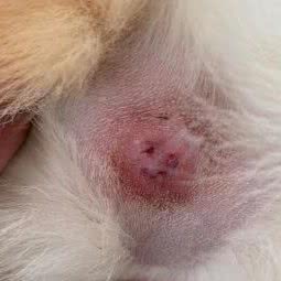 狗不理猫宠物医院:大连市甘井子区华南广场附近