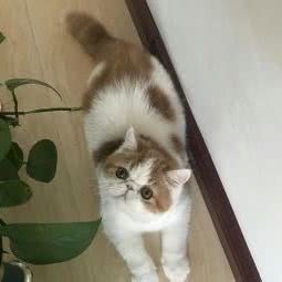 星韵猫舍:大连市金州区开发区附近