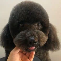 PETKIT小佩宠物（福安街店）(福安街店):大连市金州区双D港附近