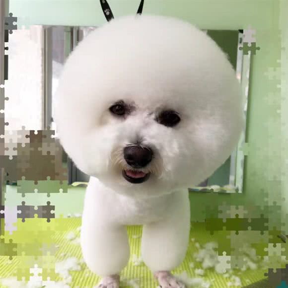 光明爱犬会馆:鞍山市铁东区胜利路沿线附近