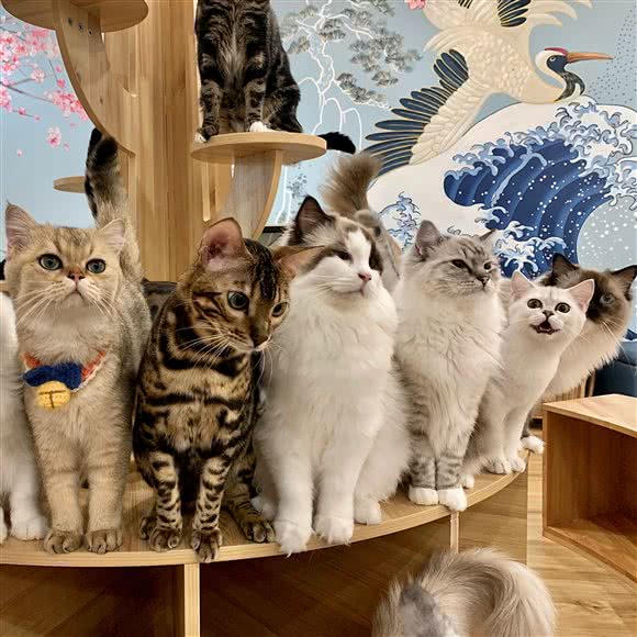 喵之家猫咪生活体验馆猫舍:北京城区丰台区总部基地附近