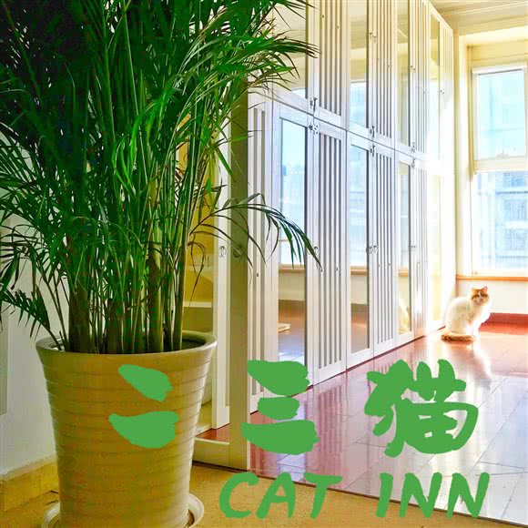 二三猫 Cat Inn,专业猫咪寄养洗护:北京城区丰台区方庄/蒲黄榆附近