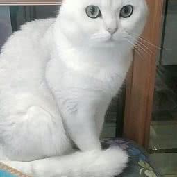 猫屋狗舍宠物公寓:抚顺市望花区丹东路附近