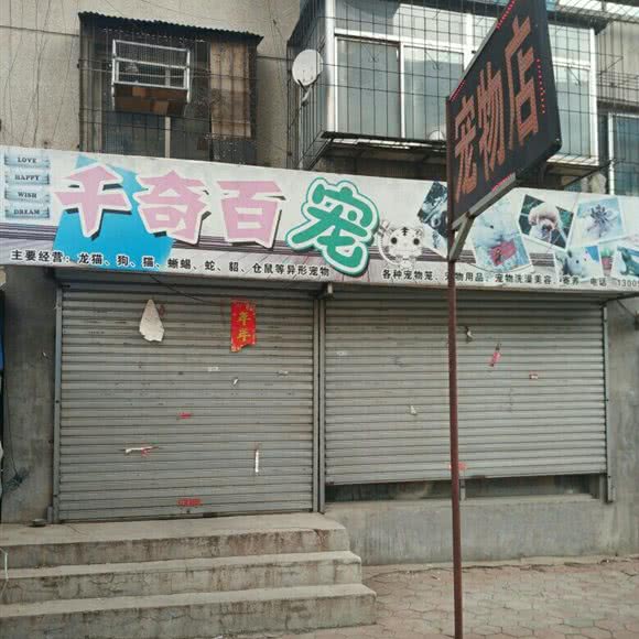 千奇百宠:抚顺市望花区望花大街/北镇街附近