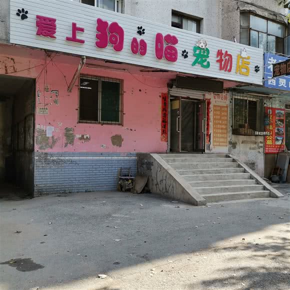 爱上狗的喵宠物店:抚顺市顺城区将军附近