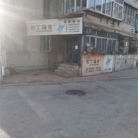 布丁猫舍:抚顺市顺城区将军附近