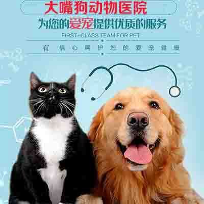 大嘴狗动物医院:丹东市振兴区万达广场附近