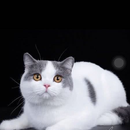 甜甜宝贝猫舍:北京城区丰台区青塔附近
