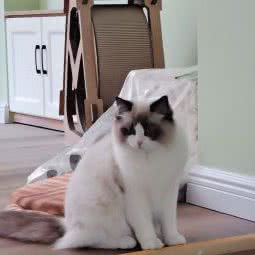 吉米宠物生活馆(猫咖):营口市鲅鱼圈区鲅鱼圈一高附近