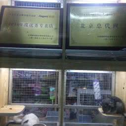 安哥鲁宠物貂专卖店:北京城区丰台区六里桥/丽泽桥附近