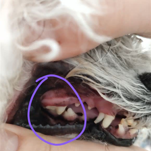 叫啥叫宠吧动物诊所:盘锦市兴隆台区康桥附近