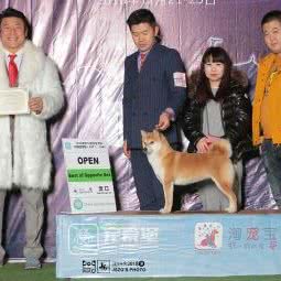 亦轩犬舍:铁岭市银州区城南附近