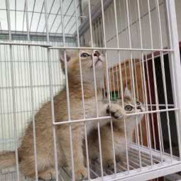 猫友汇宠物:北京城区丰台区西红门附近