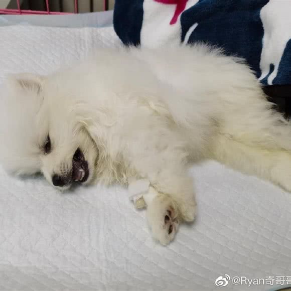 萌芽宠物生活馆:长春市南关区南关区政府附近