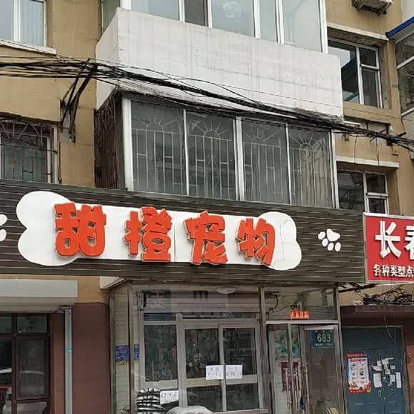 甜橙宠物狗:长春市南关区重庆路附近
