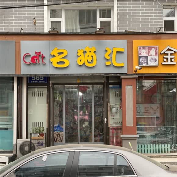 名猫汇:长春市朝阳区桂林路附近