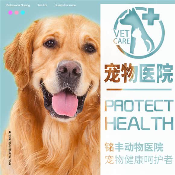 铭丰动物医院:长春市朝阳区力旺广场附近