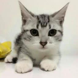 大唐喵业宠物猫猫舍:北京城区丰台区西红门附近